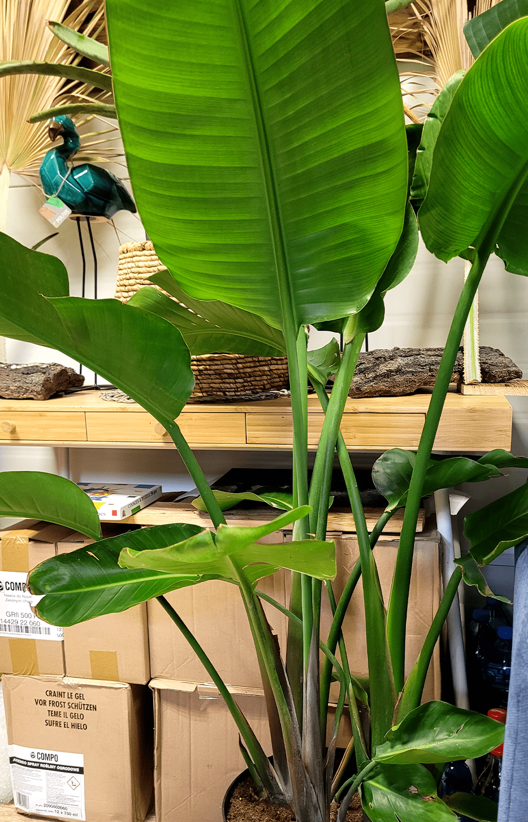 Strelicja Augusta Nicolai